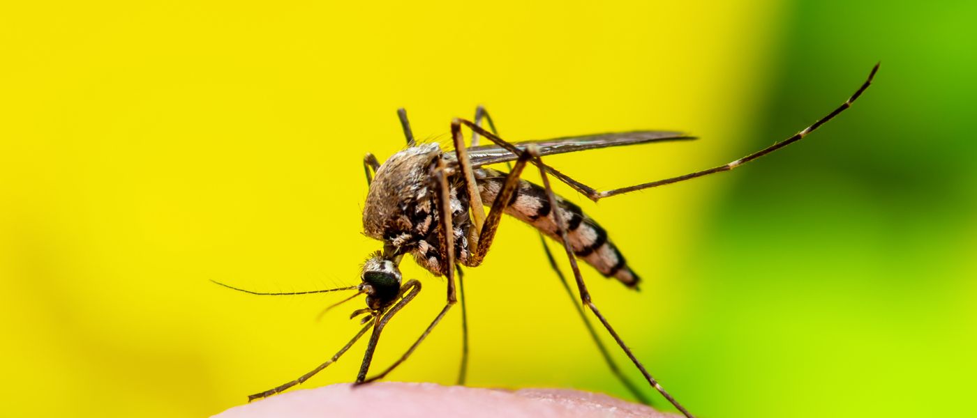 Ätherische Öle gegen Mücken Was kann wirklich helfen? Heldengrün
