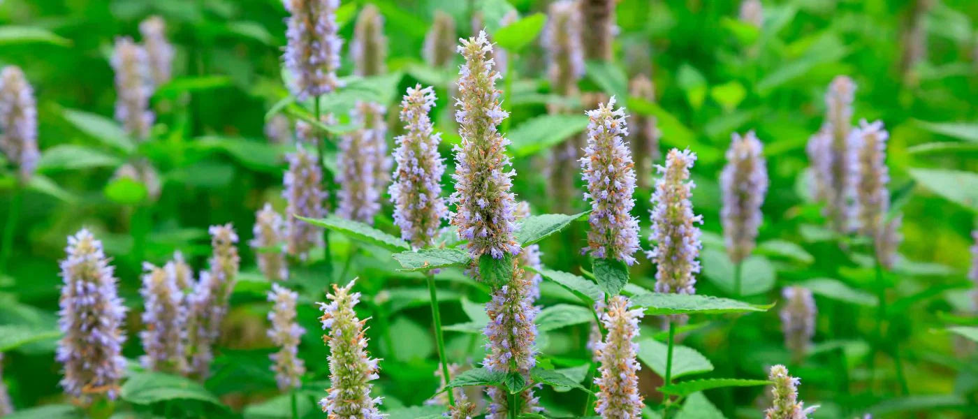 Patchouli Wirkung » Inhaltsstoffe, Anwendung & Vorteile ✓