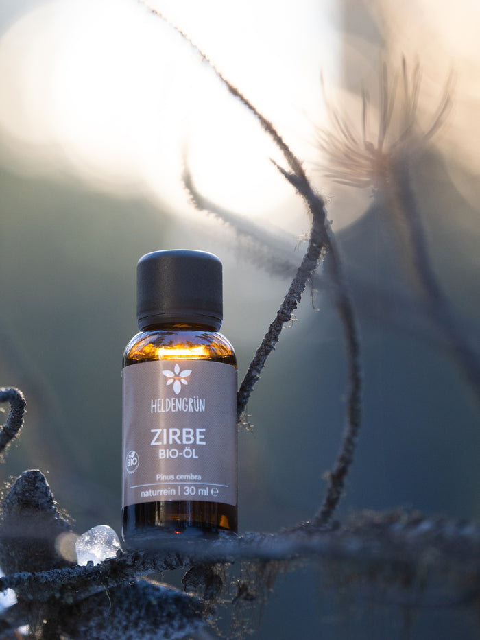 Pinus cembra – der echte Zirbenduft