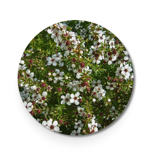 7. Bio-Teebaumöl